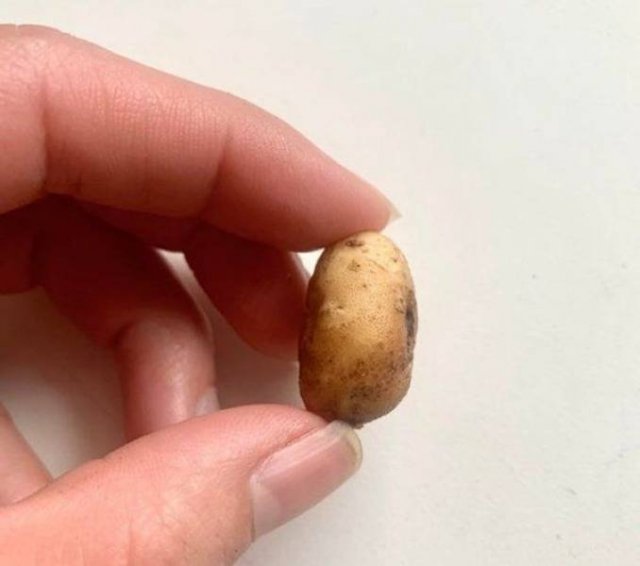 Fails With Food (20 pics)