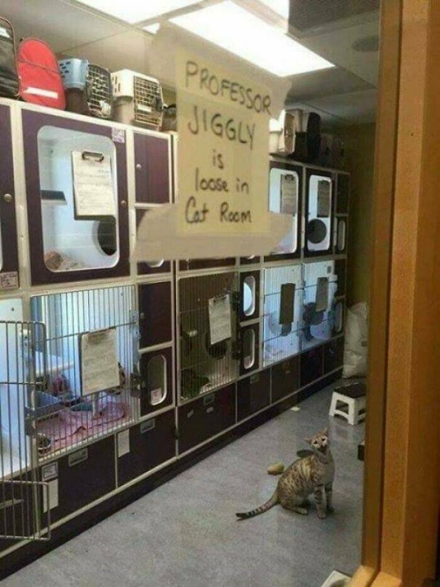 Cats Are Chaos (25 pics)