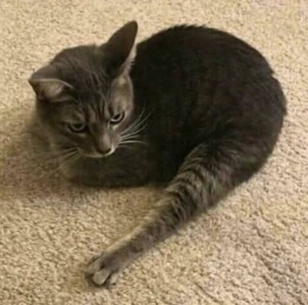 Cats Are Chaos (25 pics)