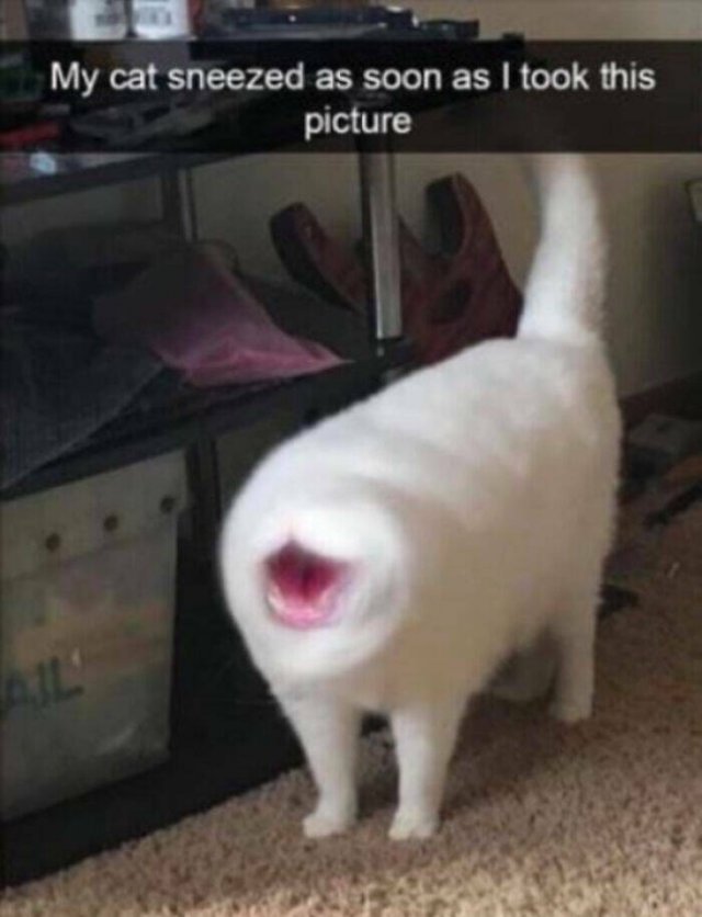 Cats Are Chaos (25 pics)