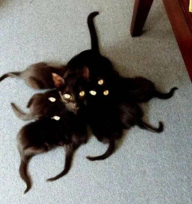 Cats Are Chaos (25 pics)