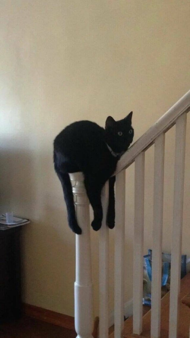 Cats Are Chaos (25 pics)