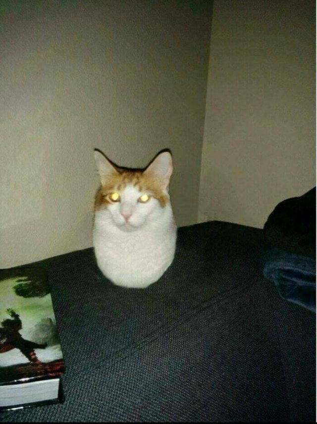 Cats Are Chaos (25 pics)