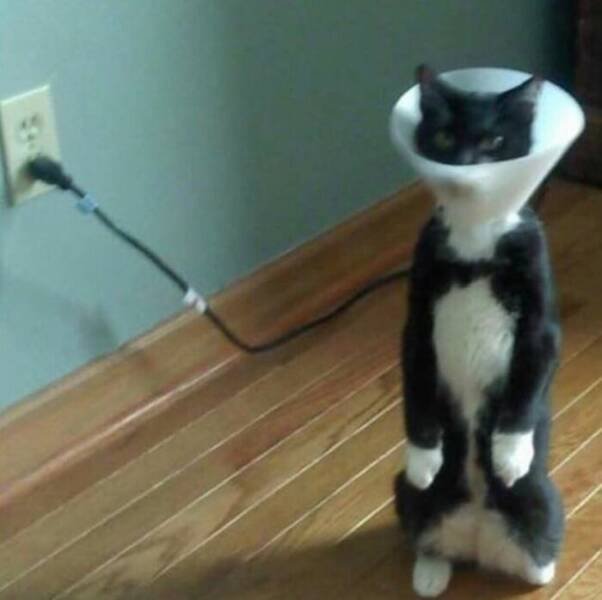 Cats Are Chaos (25 pics)