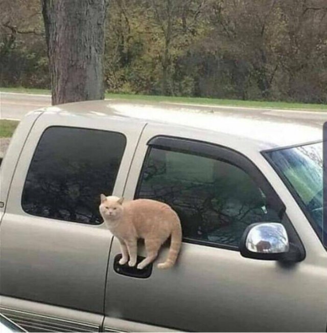 Cats Are Chaos (25 pics)
