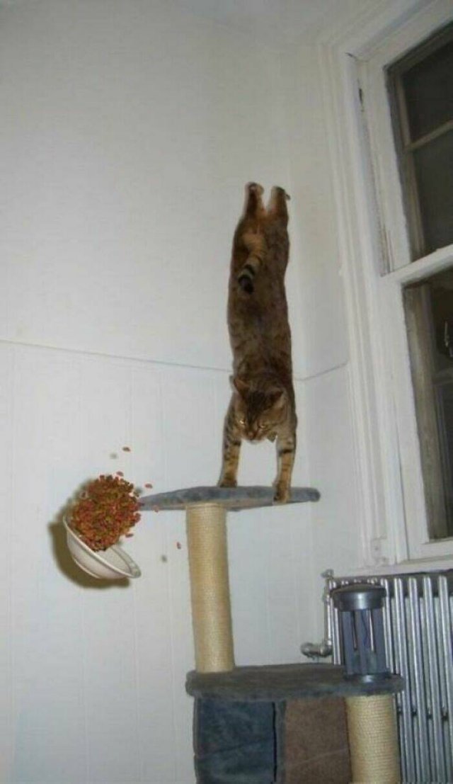 Cats Are Chaos (25 pics)