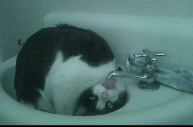 Cats Are Chaos (25 pics)