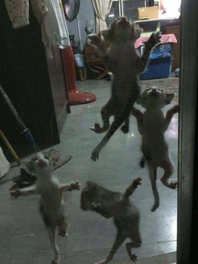 Cats Are Chaos (25 pics)