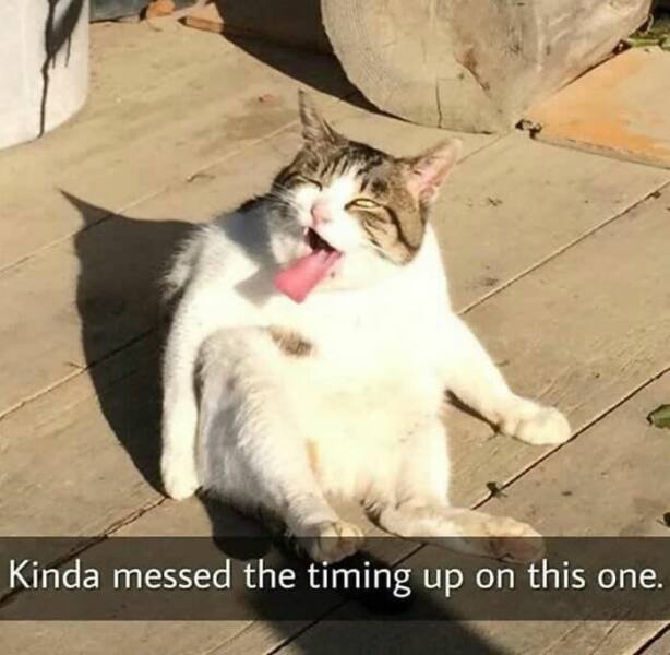 Cats Are Chaos (25 pics)