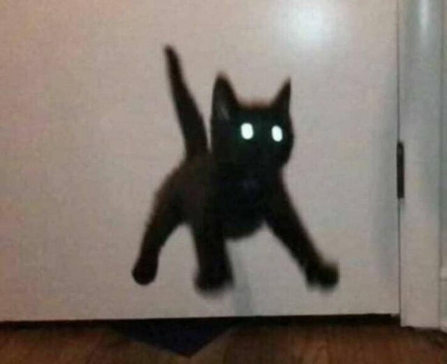 Cats Are Chaos (25 pics)