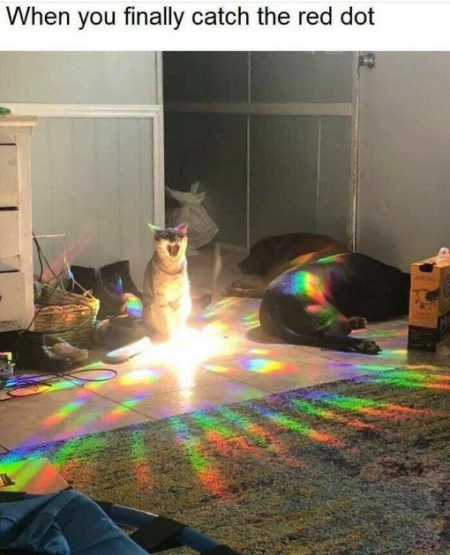 Cats Are Chaos (25 pics)