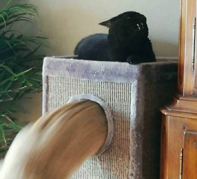 Cats Are Chaos (25 pics)