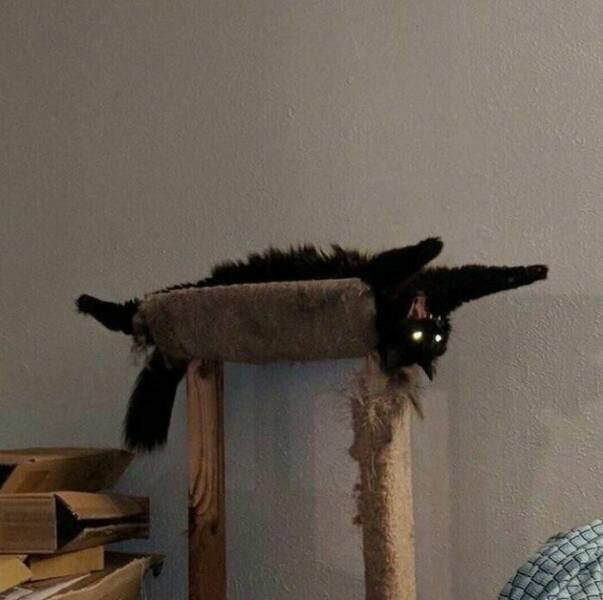 Cats Are Chaos (25 pics)