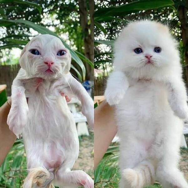 Cats Are Chaos (25 pics)