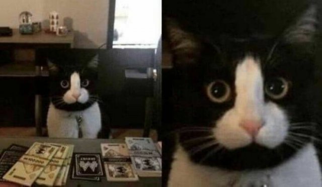 Cats Are Chaos (25 pics)