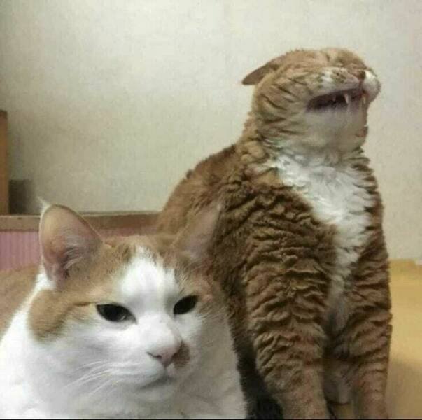 Cats Are Chaos (25 pics)