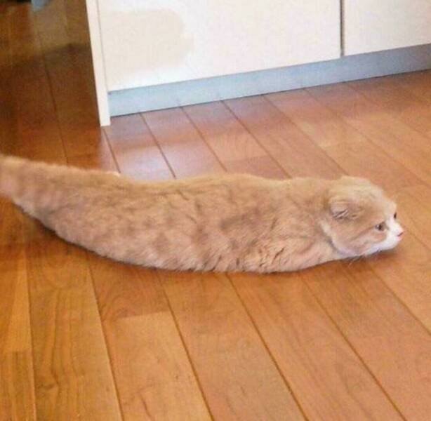 Cats Are Chaos (25 pics)