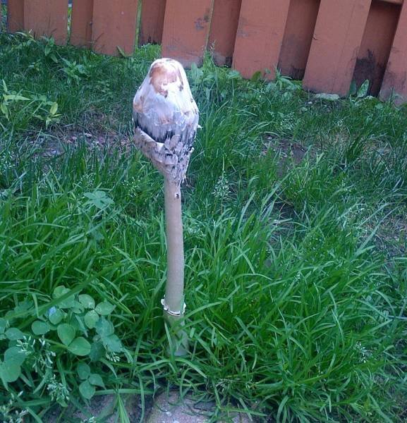What Is Going On Here? (20 pics) What Is Going On Here? (20 pics)