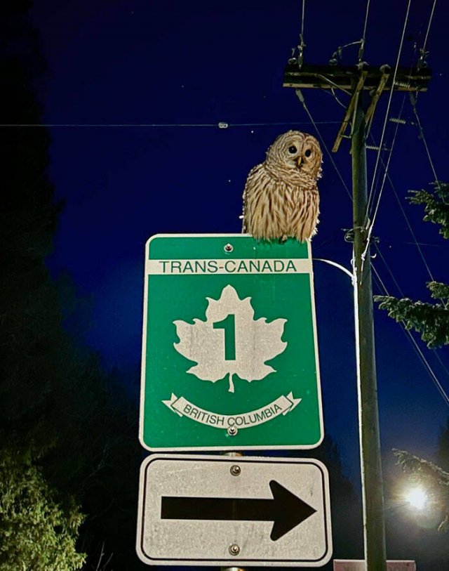 Interesting And Unusual Finds In Canada (26 pics)