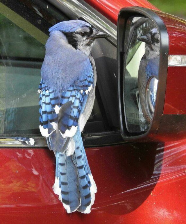Interesting And Unusual Finds In Canada (26 pics)