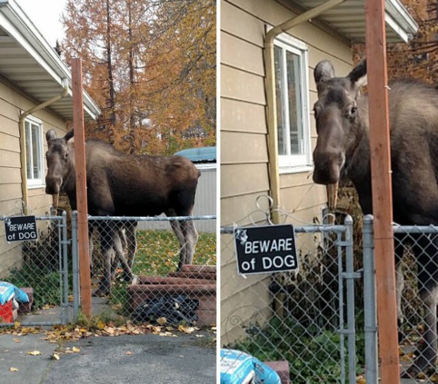 Interesting And Unusual Finds In Canada (26 pics)
