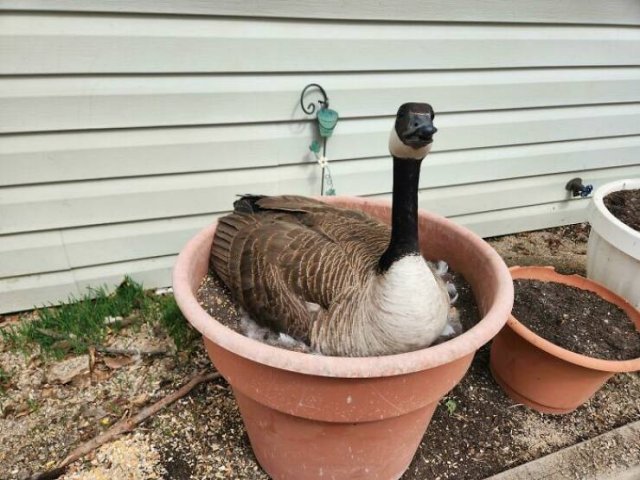 Interesting And Unusual Finds In Canada (26 pics)
