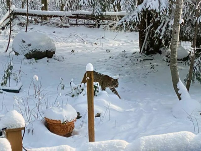 Interesting And Unusual Finds In Canada (26 pics)