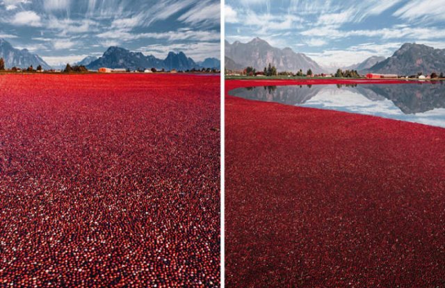 Interesting And Unusual Finds In Canada (26 pics)
