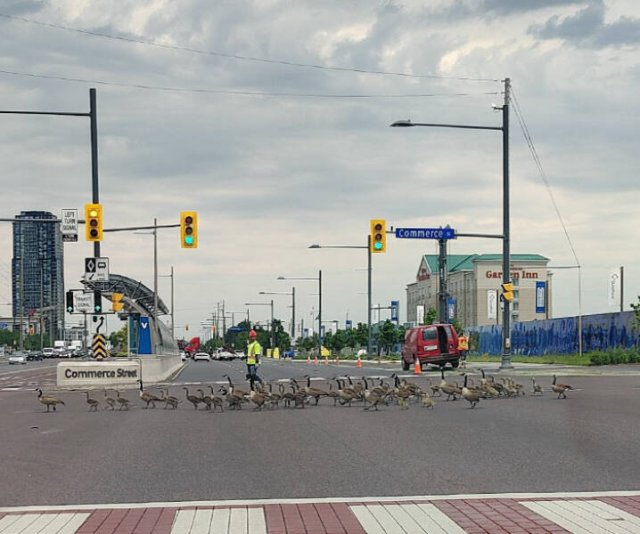 Interesting And Unusual Finds In Canada (26 pics)
