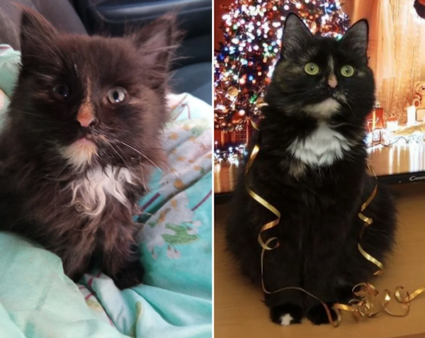 Animals Before And After Adoption (24 pics)