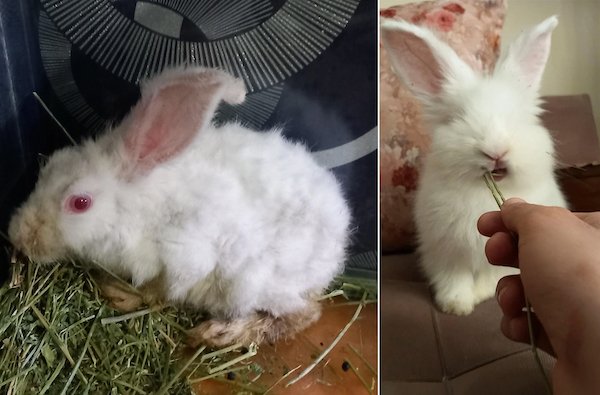 Animals Before And After Adoption (24 pics)