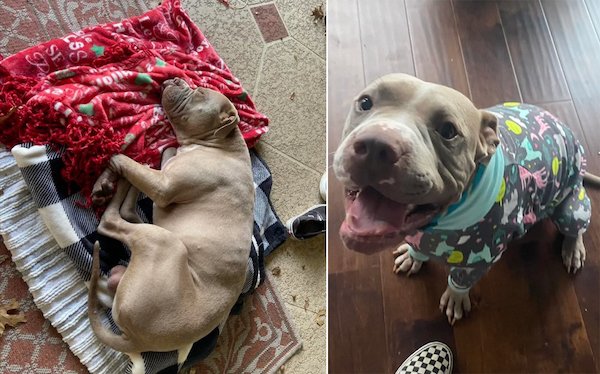 Animals Before And After Adoption (24 pics)