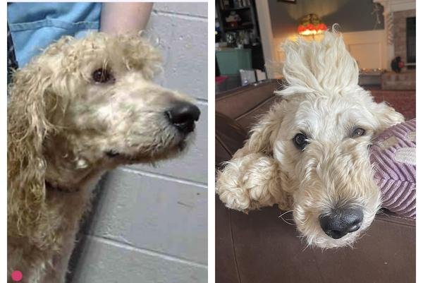 Animals Before And After Adoption (24 pics)