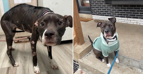 Animals Before And After Adoption (24 pics)