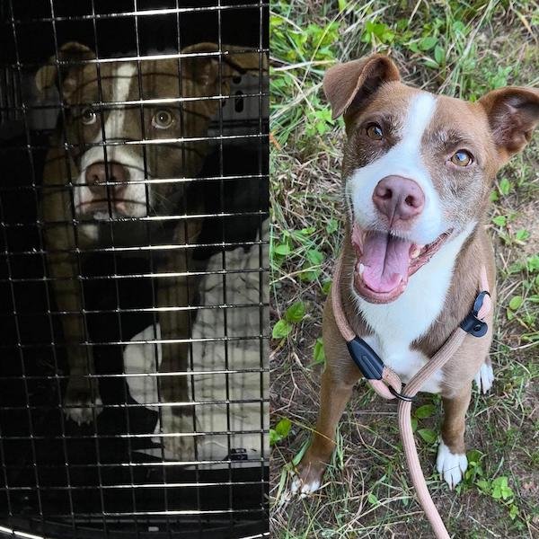 Animals Before And After Adoption (24 pics)