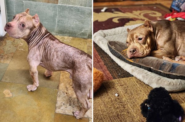 Animals Before And After Adoption (24 pics)