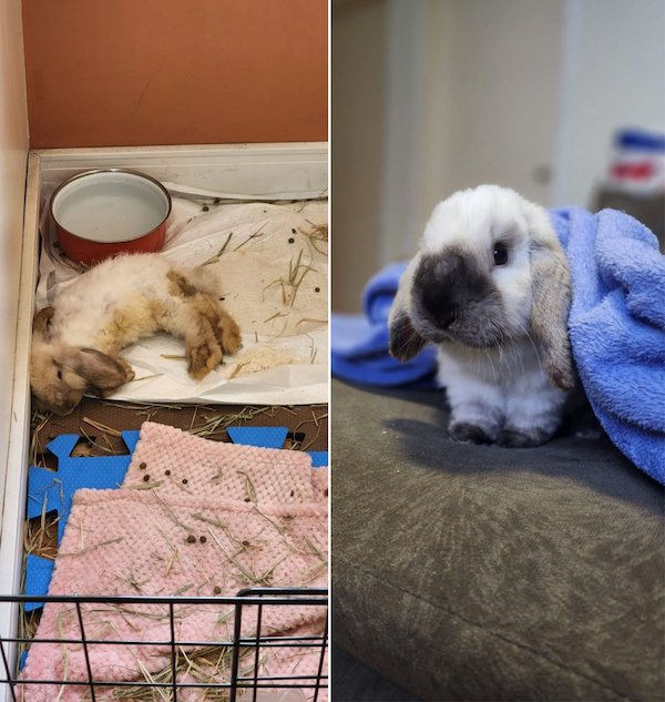 Animals Before And After Adoption (24 pics)