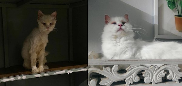 Animals Before And After Adoption (24 pics)