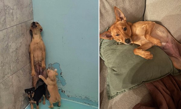 Animals Before And After Adoption (24 pics)