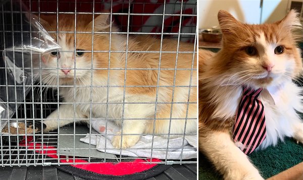 Animals Before And After Adoption (24 pics)