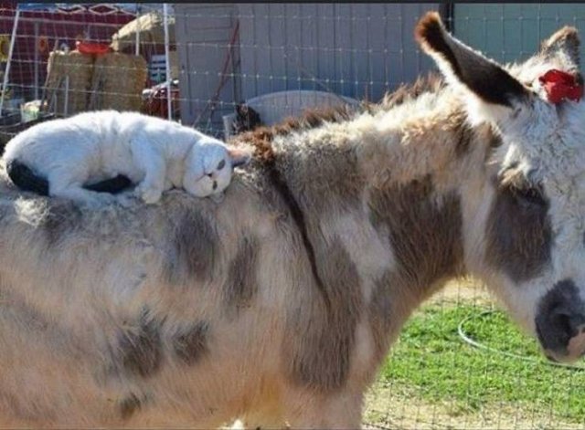 People Share Their Funny Pets (32 pics) People Share Their Funny Pets (32 pics)