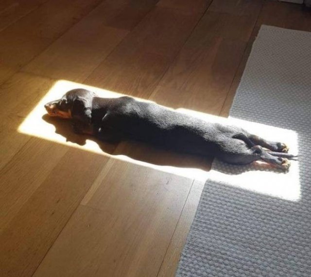 People Share Their Funny Pets (32 pics) People Share Their Funny Pets (32 pics)