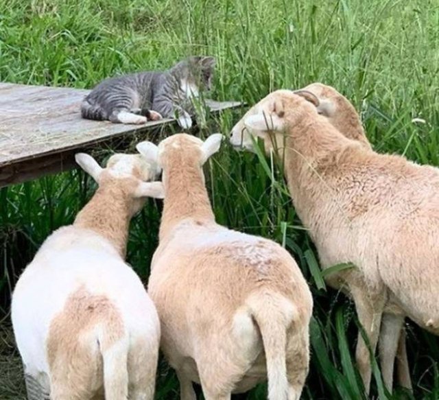 People Share Their Funny Pets (32 pics) People Share Their Funny Pets (32 pics)