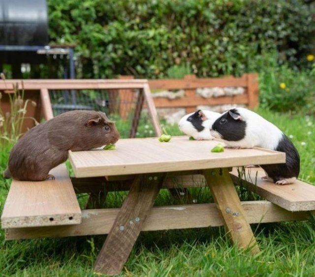 People Share Their Funny Pets (32 pics) People Share Their Funny Pets (32 pics)