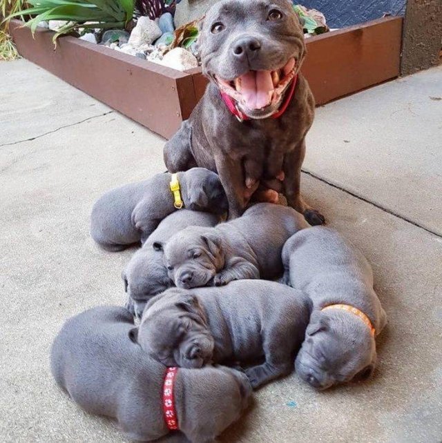 People Share Their Funny Pets (32 pics) People Share Their Funny Pets (32 pics)