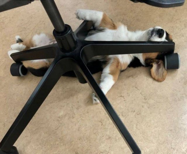 People Share Their Funny Pets (32 pics) People Share Their Funny Pets (32 pics)