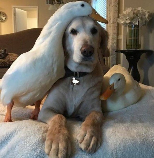 People Share Their Funny Pets (32 pics) People Share Their Funny Pets (32 pics)