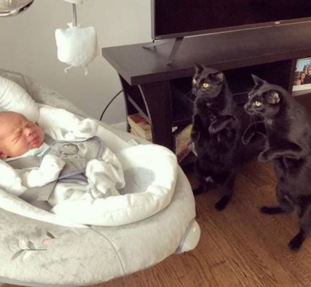 People Share Their Funny Pets (32 pics) People Share Their Funny Pets (32 pics)
