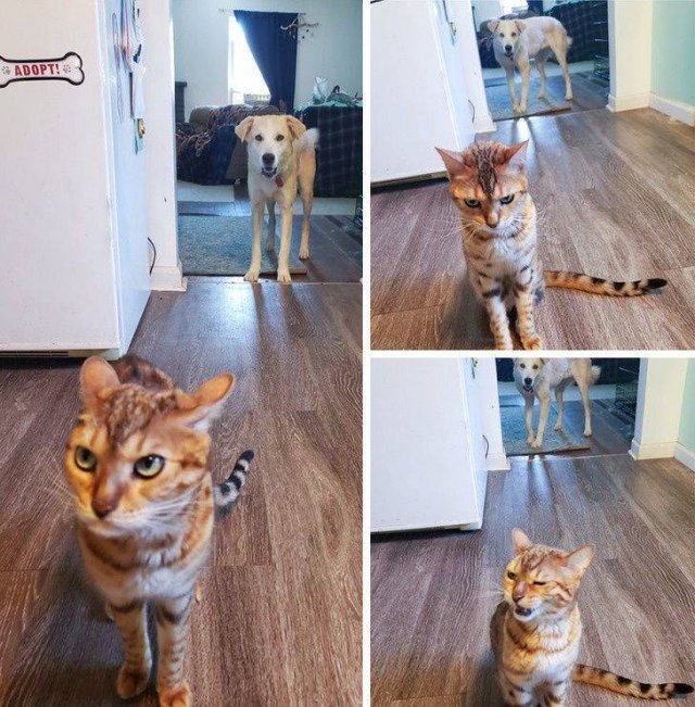 People Share Their Funny Pets (32 pics) People Share Their Funny Pets (32 pics)