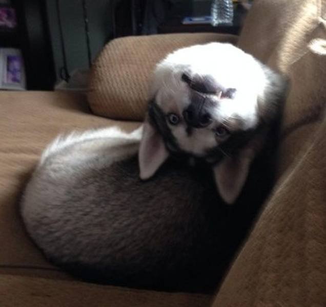 People Share Their Funny Pets (32 pics) People Share Their Funny Pets (32 pics)